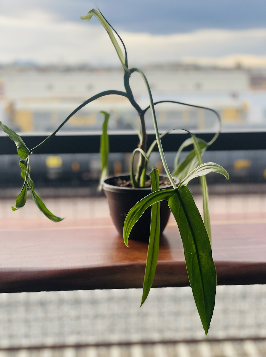 Philodendron Glad Hands